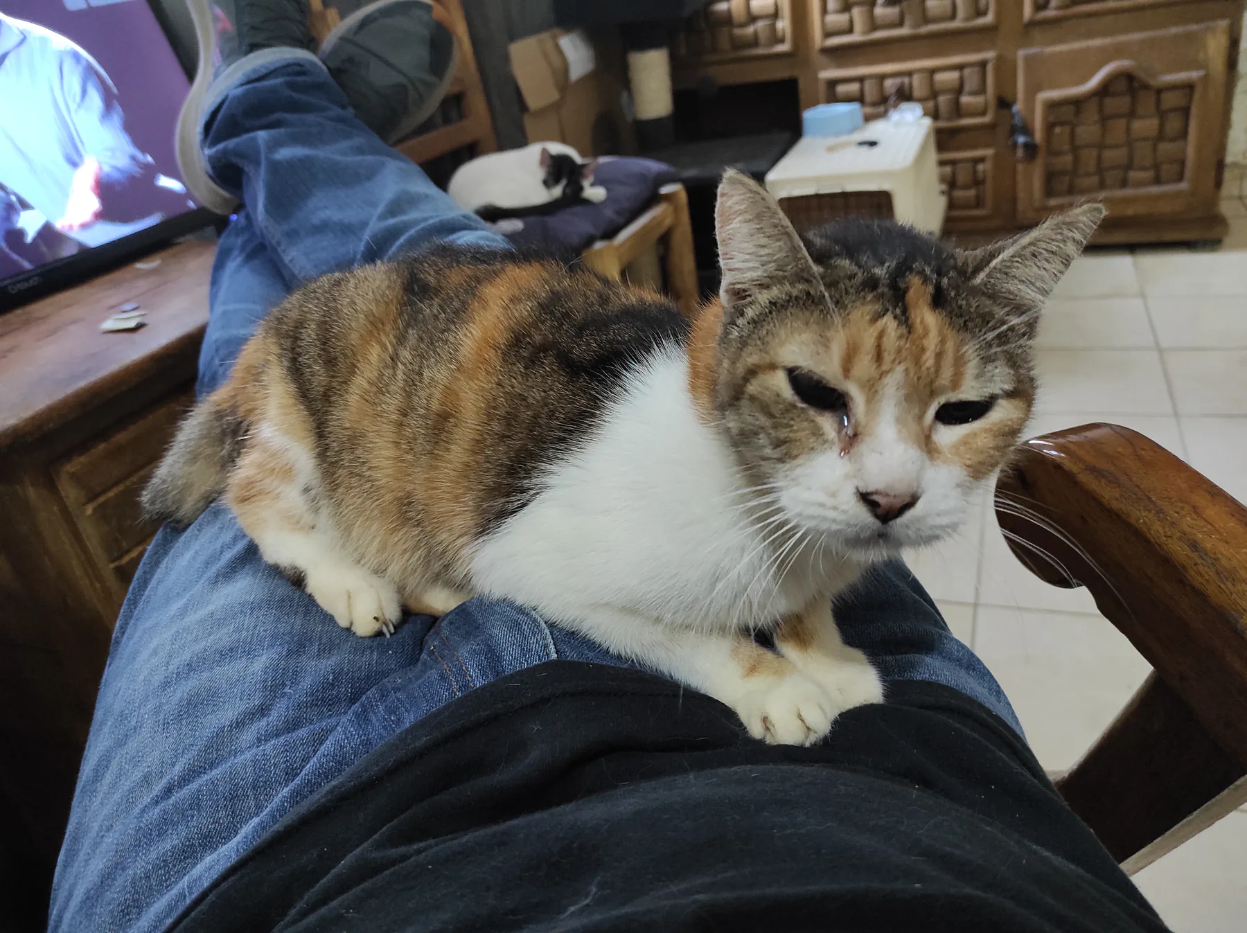 Un gato descansa cerca de una persona sentada