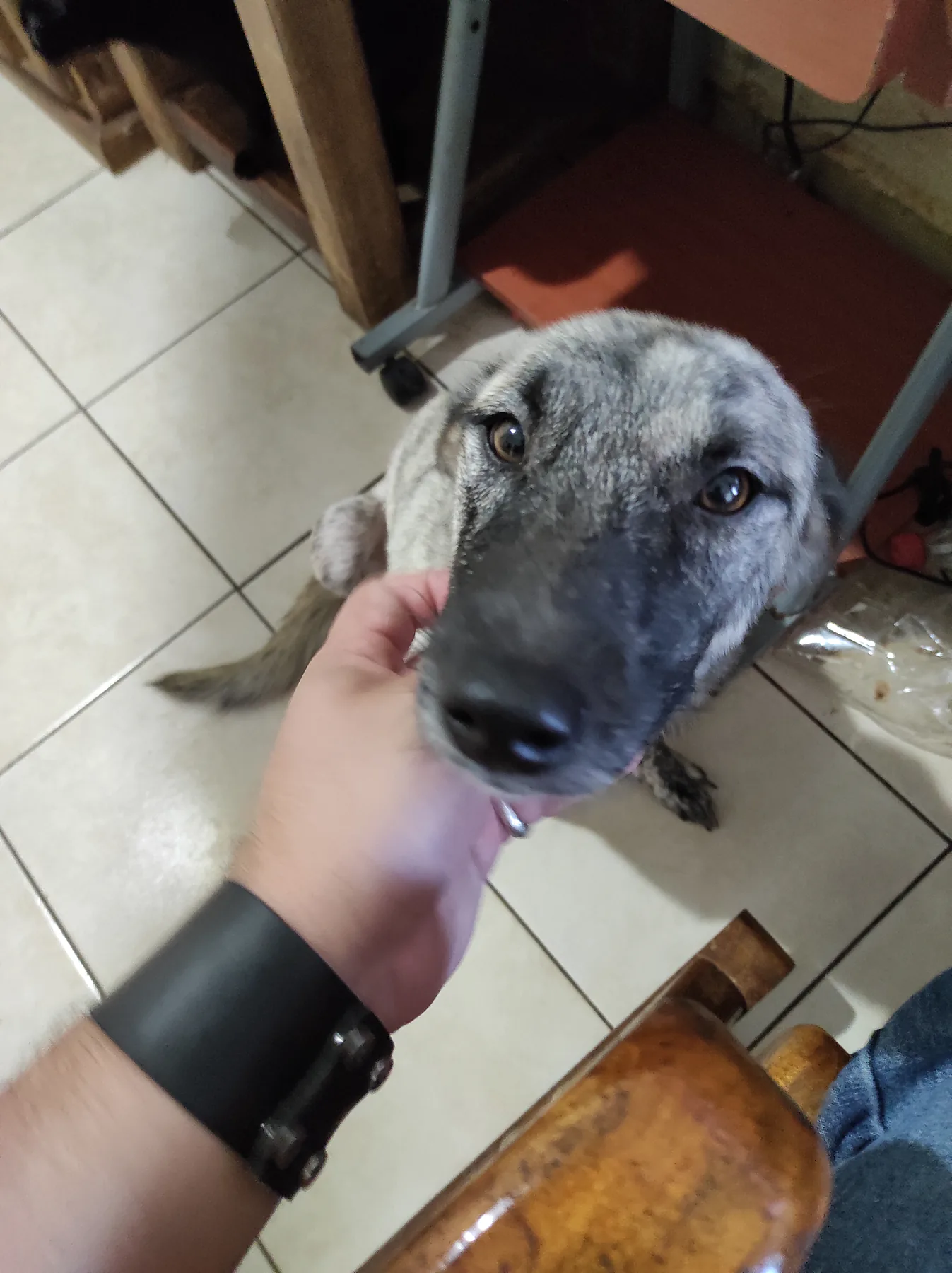 Un perro se acerca confiado a la mano de una persona