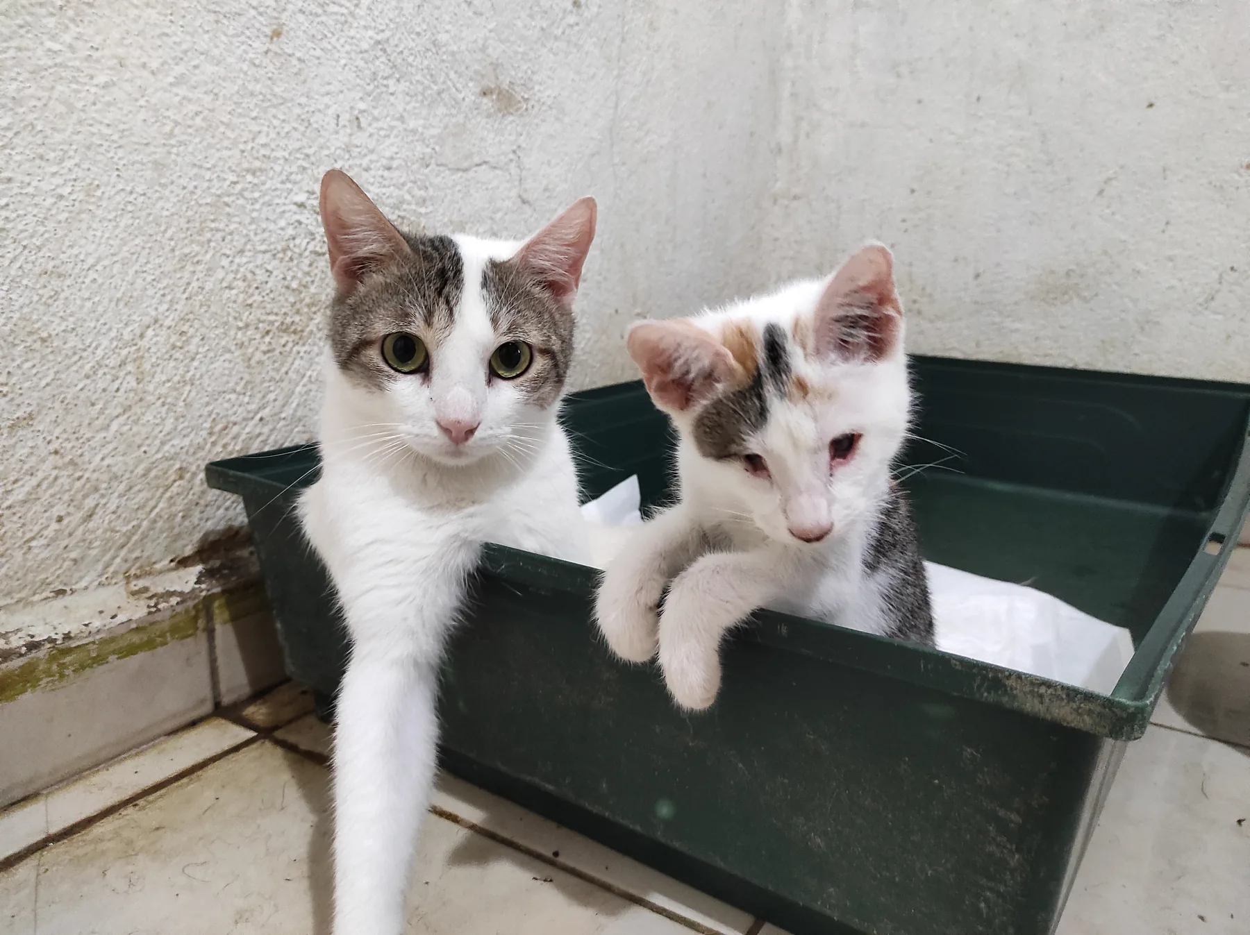 Dos gatos blancos se asoman juntos desde una cama
