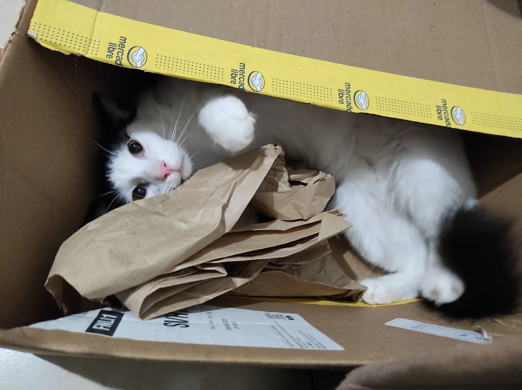 Un gato blanco explora una caja de cartón