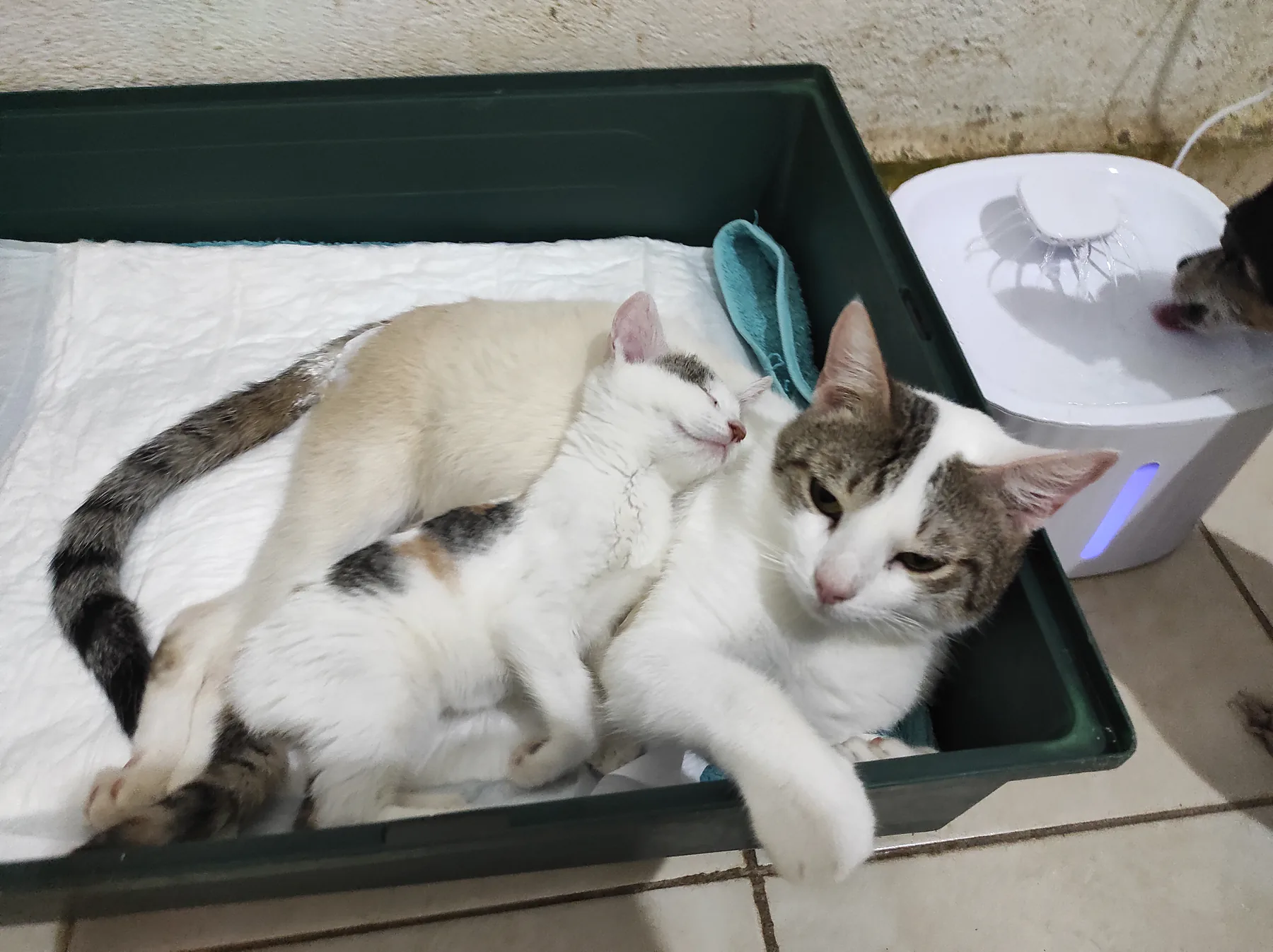 Un gato blanco descansa en una cama junto a otro gato