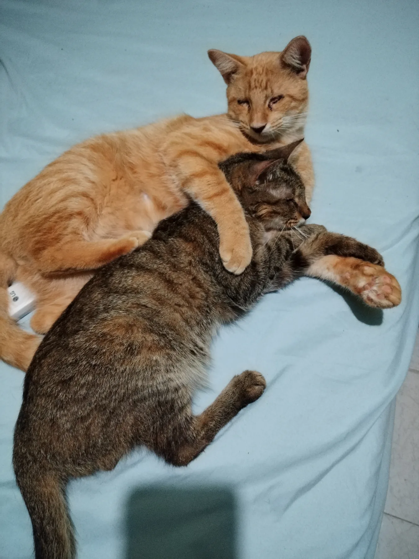 Dos gatos descansan juntos sobre las piernas de una persona
