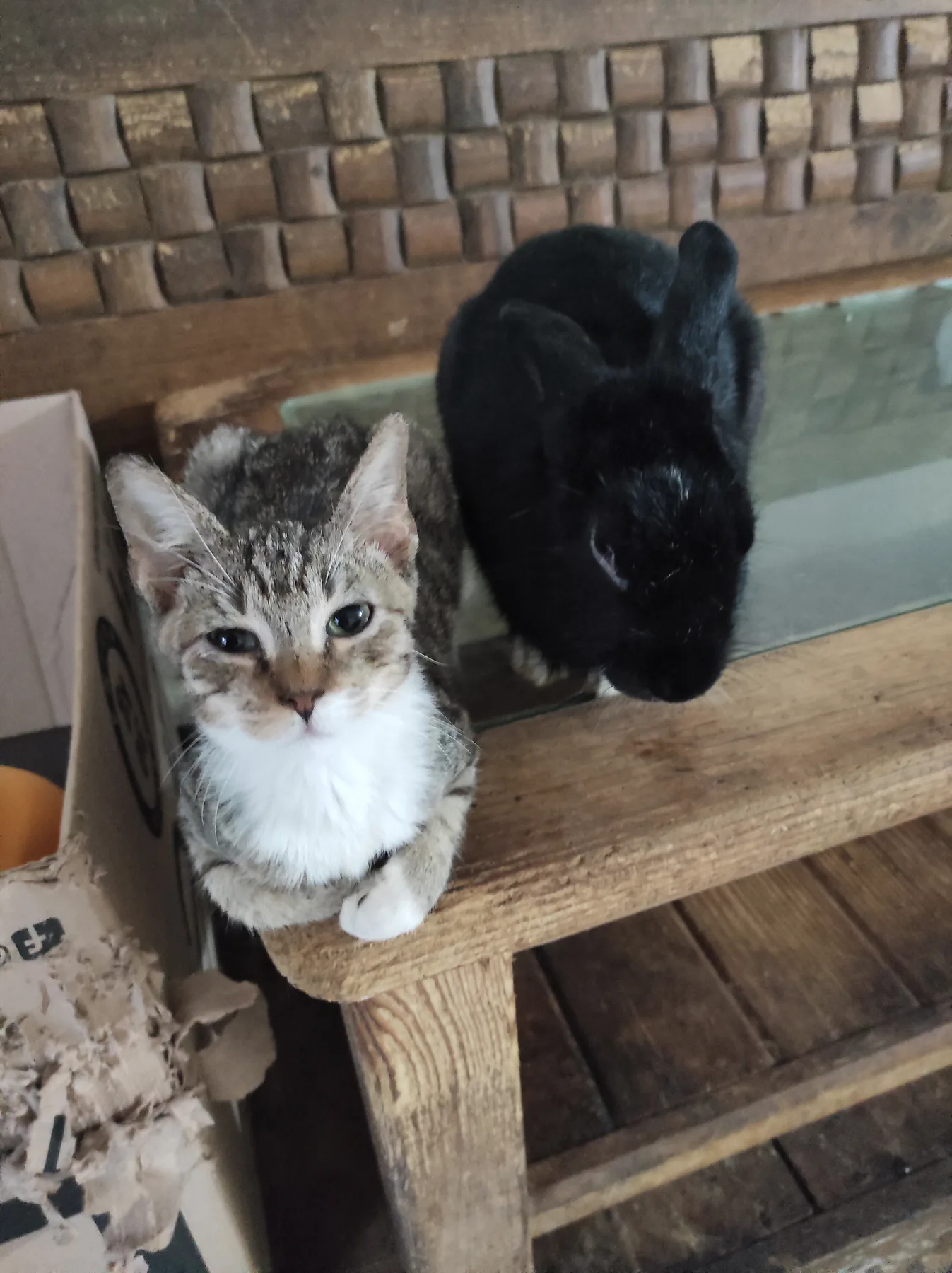 Un gato permanece junto a un conejo en un espacio doméstico de madera