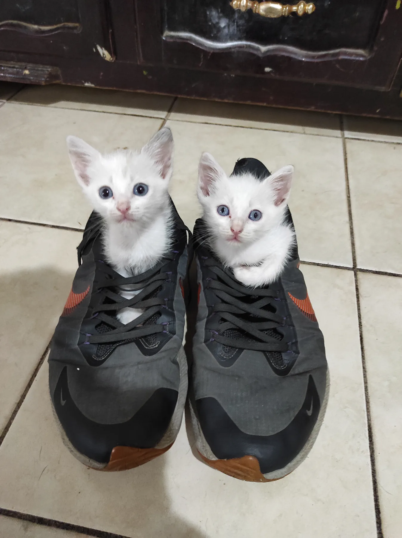 Dos gatos blancos se acomodan dentro de unos zapatos